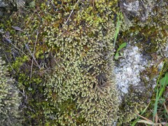 Tortella squarrosa