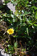 Potentilla hyparctica