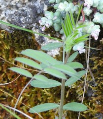 Vicia lutea