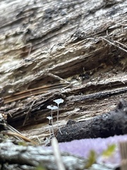 Hemimycena