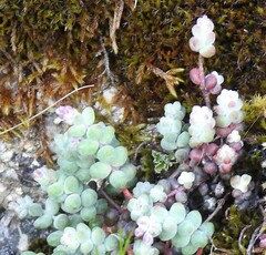 Sedum brevifolium