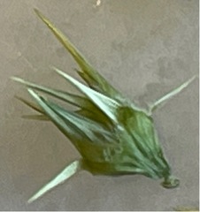 Cenchrus tribuloides