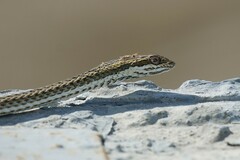 Psammophis lineolatus