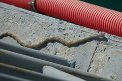 Psammophis lineolatus