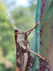 Acanthacris ruficornis
