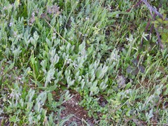 Hypochaeris glabra