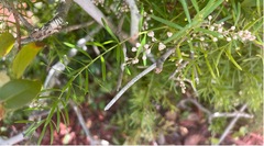 Cenchrus tribuloides