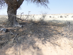 Setaria verticillata