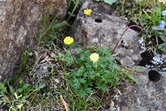 Potentilla pulviniformis