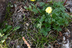 Potentilla pulviniformis