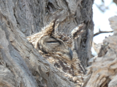 Bubo africanus africanus