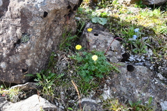 Potentilla pulviniformis