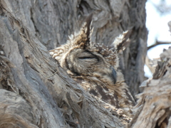 Bubo africanus africanus