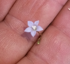 Wahlenbergia marginata
