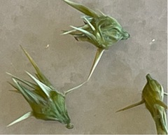 Cenchrus tribuloides