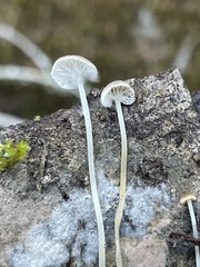 Porotheleaceae