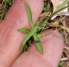 Wahlenbergia marginata
