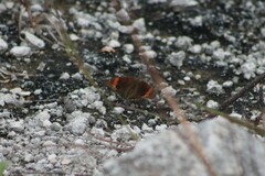 Junonia