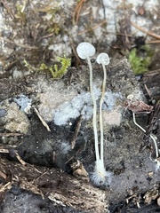Porotheleaceae