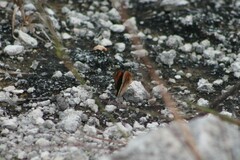 Junonia