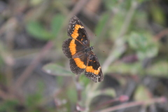 Chlosyne lacinia adjutrix