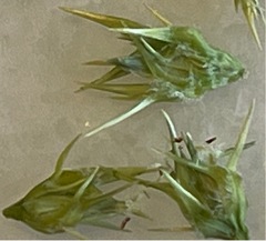 Cenchrus tribuloides