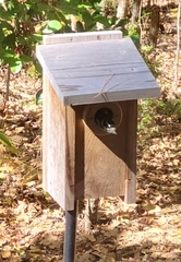 Dryobates pubescens