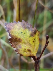 Betula humilis