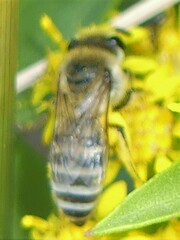 Colletes speculiferus