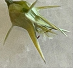 Cenchrus tribuloides