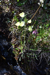 Papaver lapponicum orientale