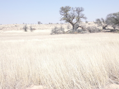 Vachellia erioloba