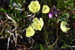 Papaver lapponicum orientale