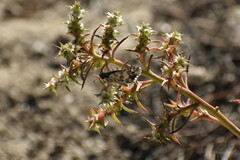 Papilionoidea
