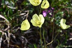 Papaver lapponicum orientale