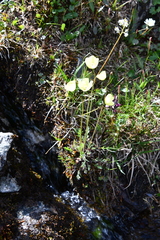 Papaver lapponicum orientale