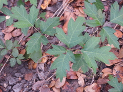 Toxicodendron pubescens