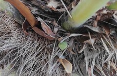 Acrosternum millierei