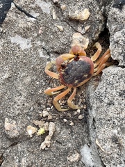 Gecarcinus lateralis