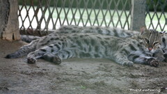 Prionailurus viverrinus