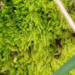 Lejeunea cavifolia