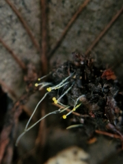 Phycomyces