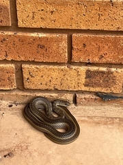 Psammophis brevirostris