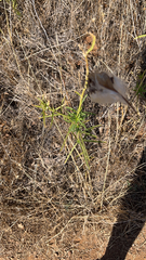 Asclepias fascicularis
