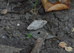 Frederickia nigricomma