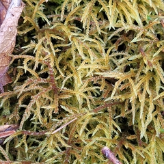 Hylocomiastrum