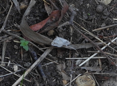 Frederickia nigricomma