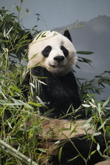 Ailuropoda melanoleuca