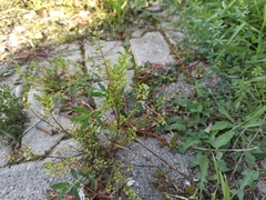 Lepidium ruderale