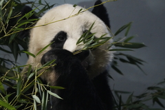 Ailuropoda melanoleuca